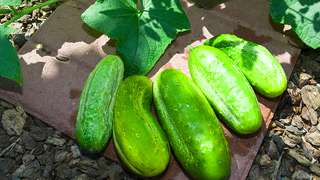 Illustration for article titled The Seven Easiest Vegetables to Grow for Beginner Gardeners